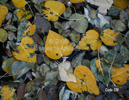 Aspen Leaves